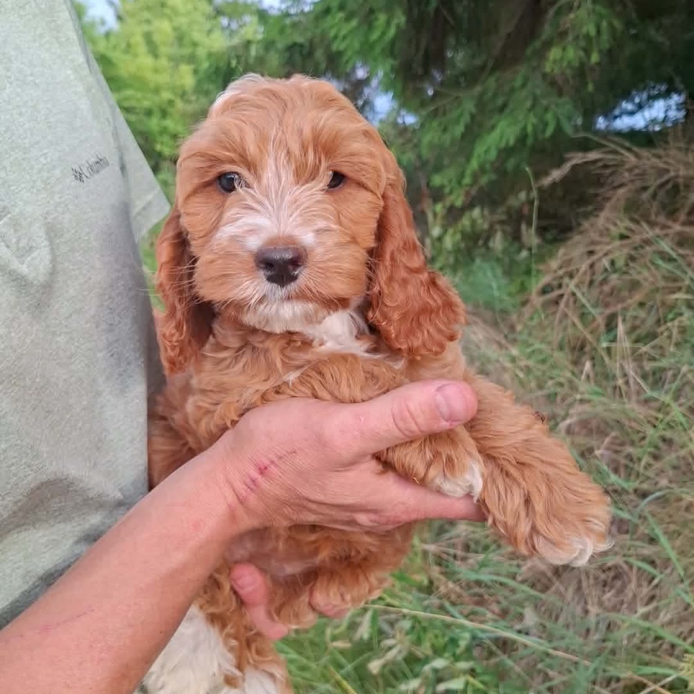 Hundelufter søges 🐶